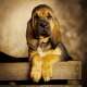 Bloodhound Welpen of Samaria mit...